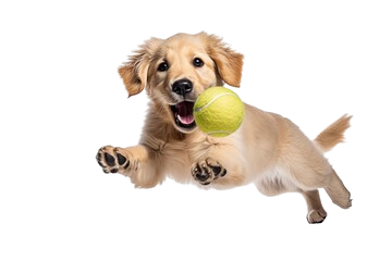Winterhaven Dog Groomers
